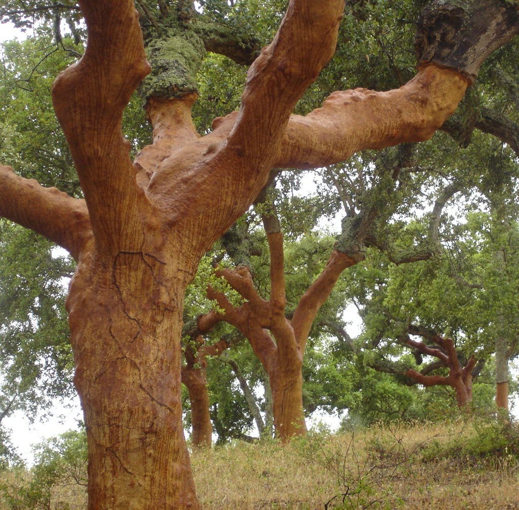 RScork - A Cork Tree in Portugal