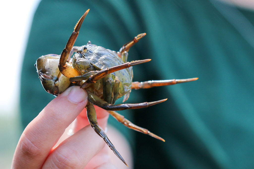 The Green Crab Guide - In the Field and in the Kitchen