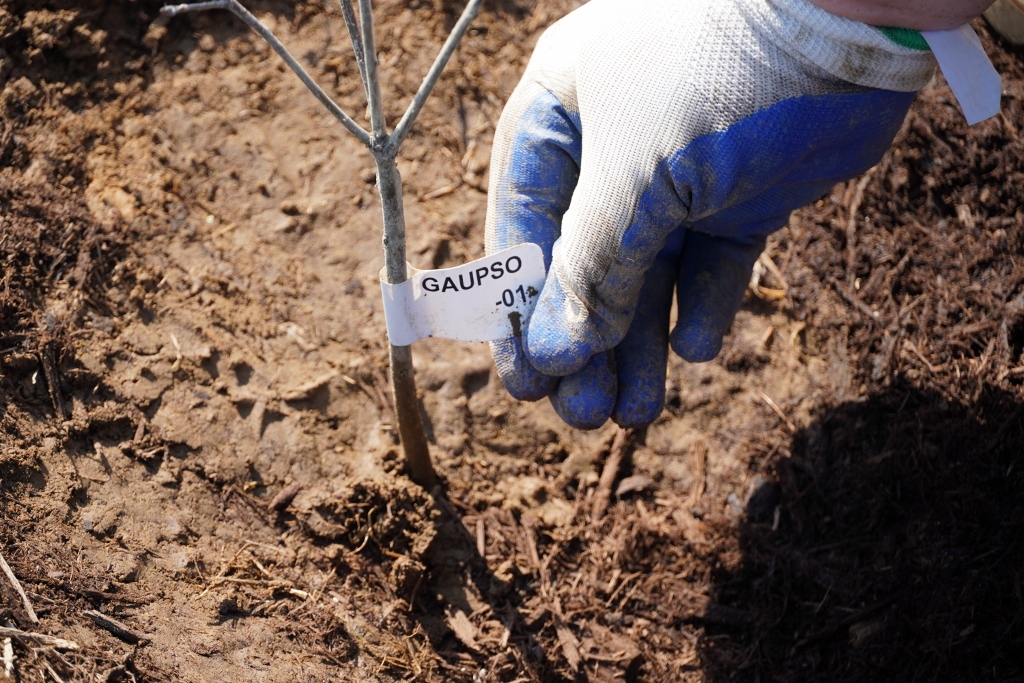 Brown-Forman Distillery – 5 Acre Old Forester Tree Nursery, Earth Day Planting, Sapling