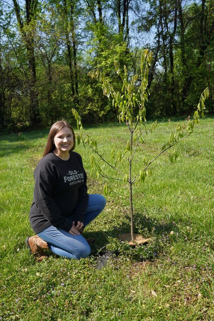 Brown-Forman Distillery – Old Forester Tree Nursery, Whitney Forbis, Two Year Old Oak Tree Variety