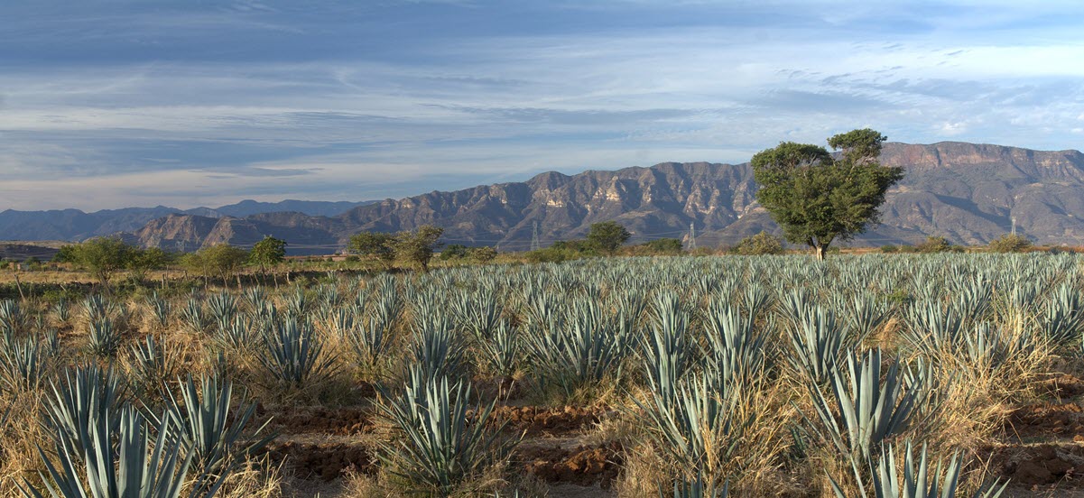 Agave Plants Growing in Jalisco, Mexico