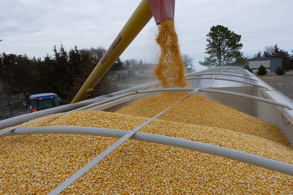 Corn Harvest