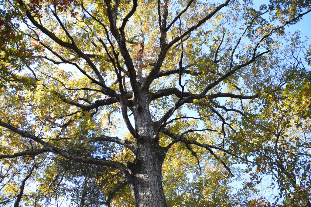 Maker's Mark Distillery - The White Oak Project Genome Tree