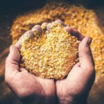 Casey Jones Distillery - Ground Corn in Distillers Hands