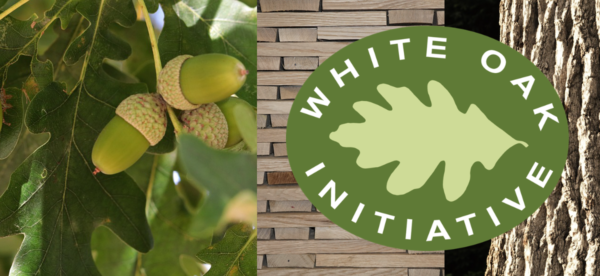The White Oak Initiative - Saving the White Oak
