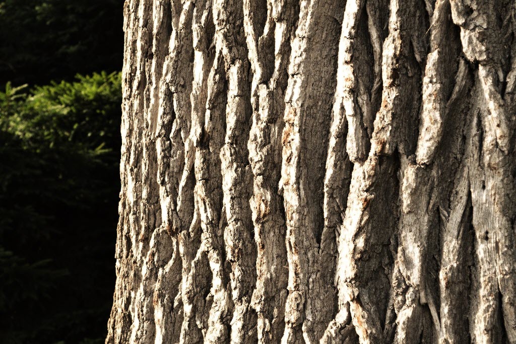 White Oak Tree Bark