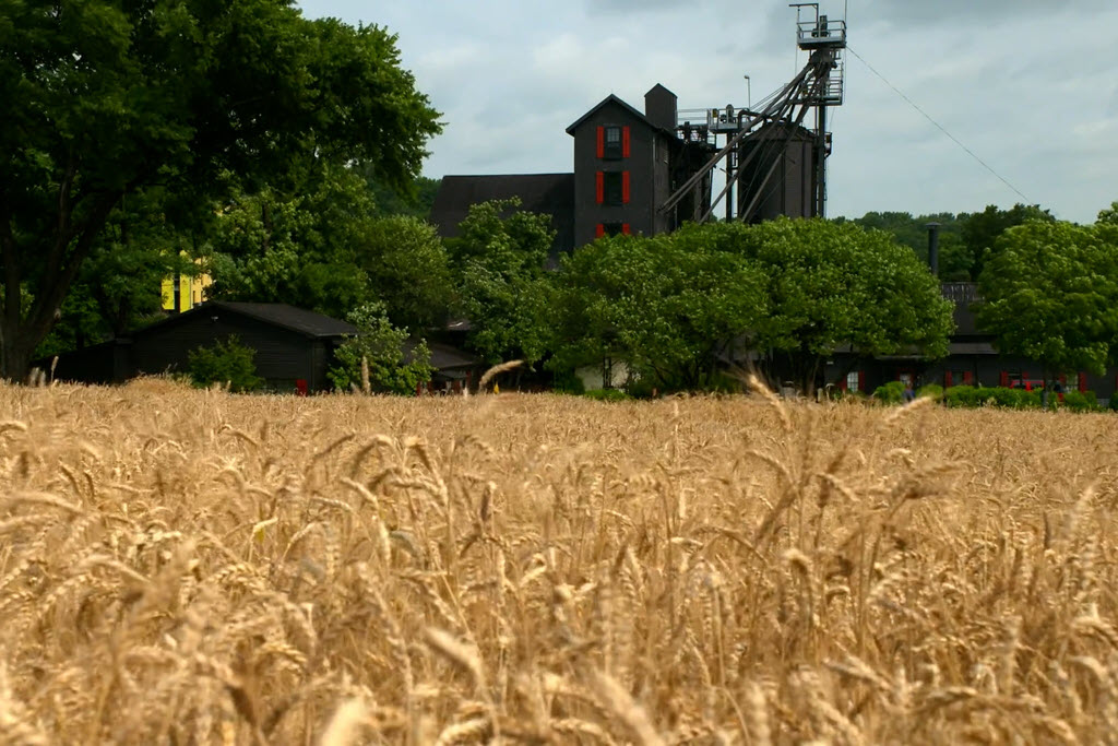 Maker's Mark Distillery - Wheat Field with Distillery in the Back Ground