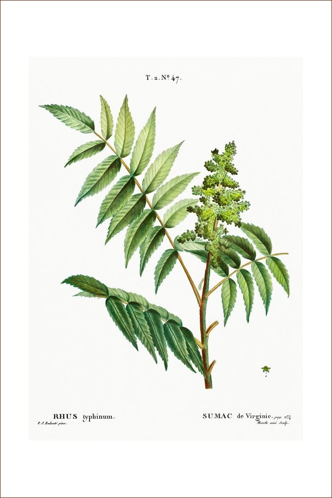 Staghorn sumac (Rhus typhina)