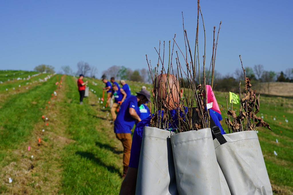 Maker's Mark Distillery - The Planting of 10,000 Oak Trees on Earth Day