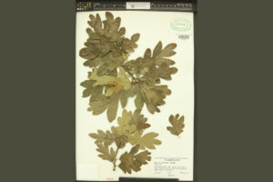 Washington State University - Garry Oak, Quercus Garryana