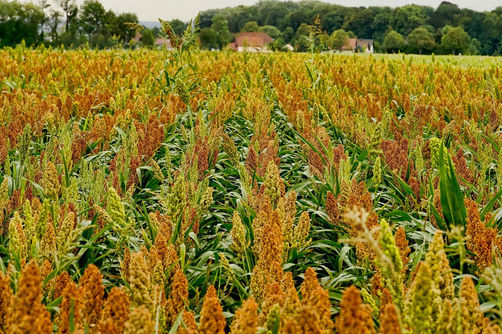 Sorghum Grain Growing in a Field