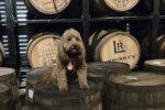 Louisville Rickhouse Whiskey Company - Stella, The Boss